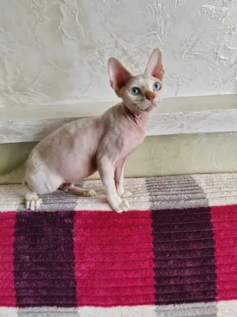 Devon Rex kittens Batumi