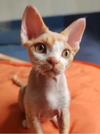 Devon Rex kittens Batumi