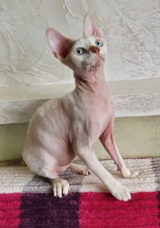 Devon Rex kittens Batumi