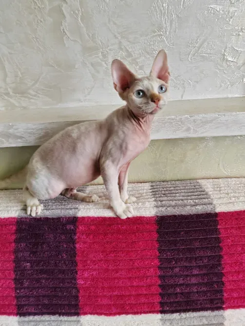 Devon Rex kittens Batumi - photo 3