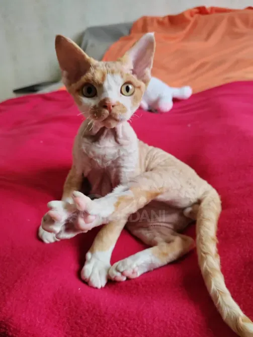 Devon Rex kittens Batumi - photo 1