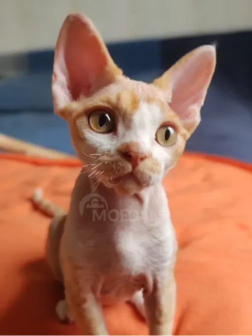 Devon Rex kittens Batumi - photo 4
