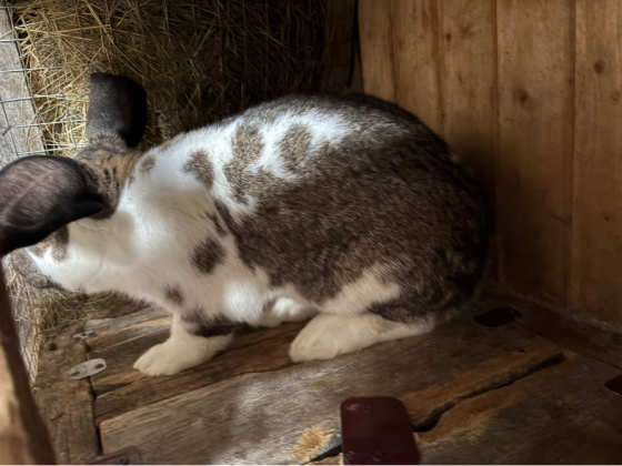 I sell rabbits Gardabani