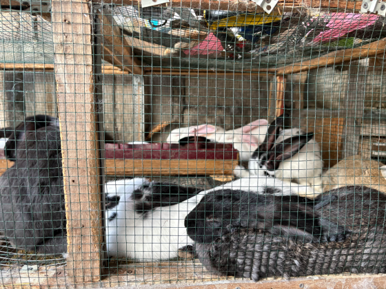 I sell rabbits Gardabani