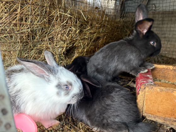 I sell rabbits Gardabani