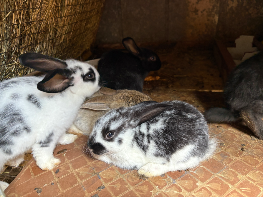 I sell rabbits Gardabani - photo 2