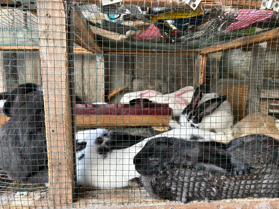 I sell rabbits Gardabani - photo 3