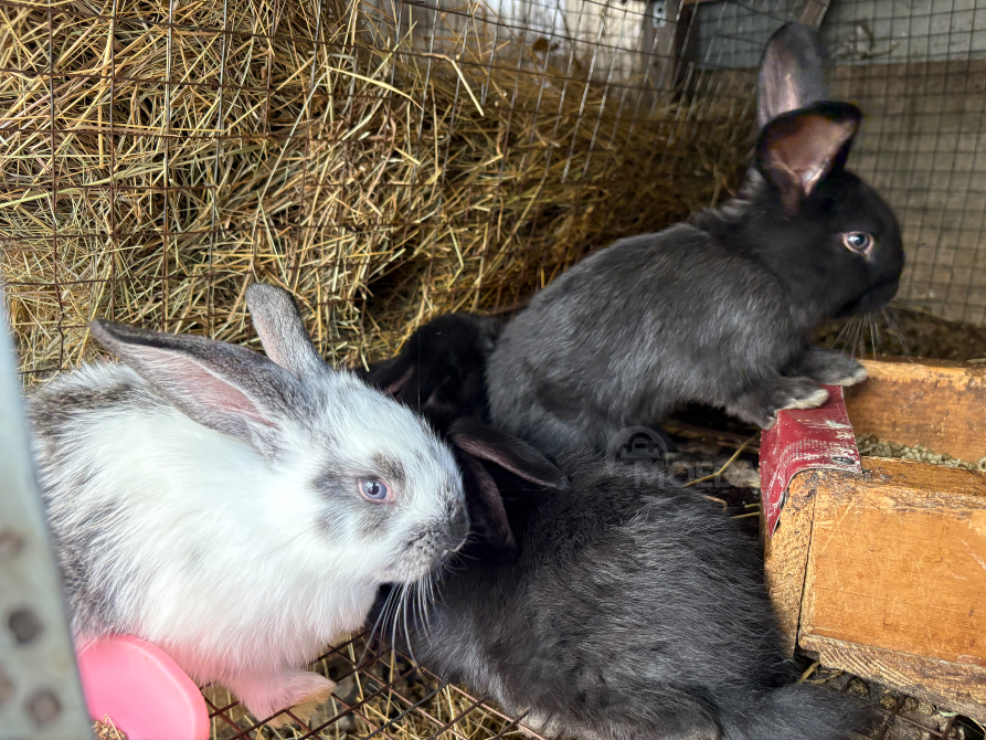 I sell rabbits Gardabani - photo 1