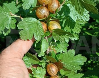 Рассада пикантного кружоника Тбилиси - изображение 3