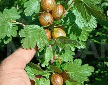 Рассада пикантного кружоника Тбилиси - изображение 4