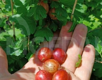 Рассада пикантного кружоника Тбилиси - изображение 2