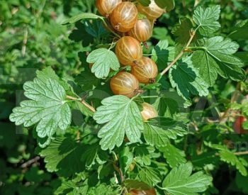 Рассада пикантного кружоника Тбилиси - изображение 1