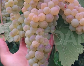 Саженцы винограда, сорта винограда Тбилиси - изображение 1