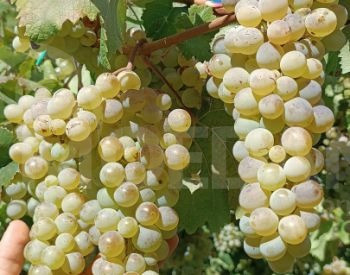 Саженцы винограда, сорта винограда Тбилиси - изображение 2