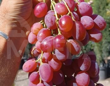 Саженцы винограда, сорта винограда Тбилиси - изображение 1
