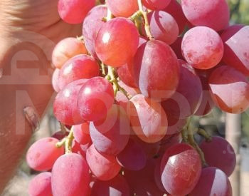 Саженцы винограда, сорта винограда Тбилиси - изображение 2