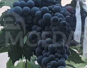 Саженцы винограда, сорта винограда Тбилиси - изображение 1