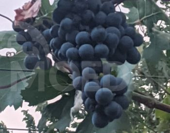 Саженцы винограда, сорта винограда Тбилиси - изображение 2