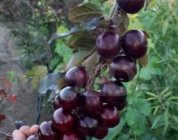 Tkemli variety Tbilisi - photo 1