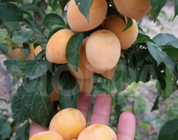 Сорт Ткемли Тбилиси - изображение 1