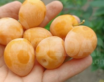 Сорт Ткемли Тбилиси - изображение 1