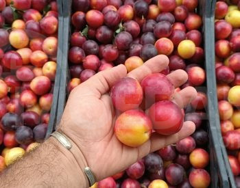 Сорт Ткемли Тбилиси - изображение 1