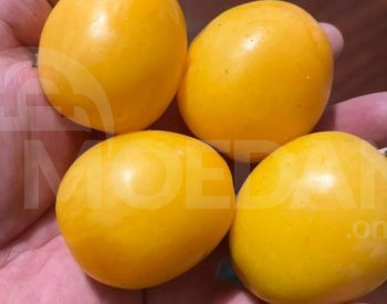 Сорт Ткемли Тбилиси - изображение 1