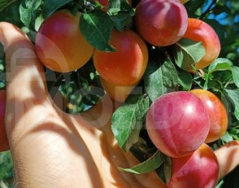 Сорт Ткемли Тбилиси - изображение 1