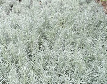 Lavender Rosemary Fescue Silver Carnation Seedlings Tbilisi - photo 1