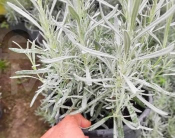 Lavender Rosemary Fescue Silver Carnation Seedlings Tbilisi - photo 2