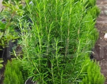 Lavender Rosemary Fescue Silver Carnation Seedlings Tbilisi - photo 1