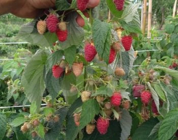 Ремотантная рассада малины Тбилиси - изображение 4