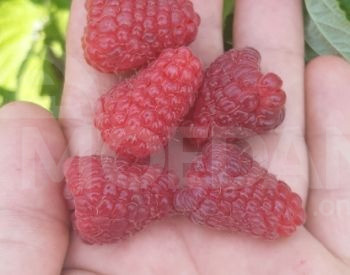 Ремотантная рассада малины Тбилиси - изображение 3