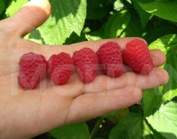 Ремотантная рассада малины Тбилиси - изображение 1