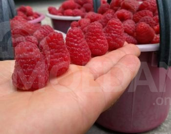 Ремотантная рассада малины Тбилиси - изображение 2