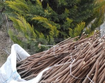 Seedlings of persimmons and karaliok Tbilisi - photo 2