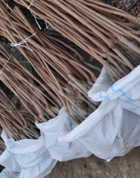 Seedlings of persimmons and karaliok Tbilisi - photo 1
