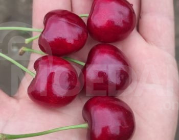 Блисс привитые саженцы Тбилиси - изображение 3