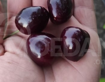 Блисс привитые саженцы Тбилиси - изображение 2