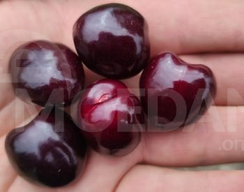 Блисс привитые саженцы Тбилиси - изображение 1