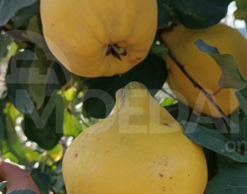Seedlings nursery Tbilisi - photo 1
