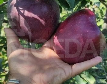 Seedlings nursery Tbilisi - photo 1