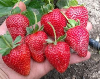 Seedlings nursery Tbilisi - photo 1