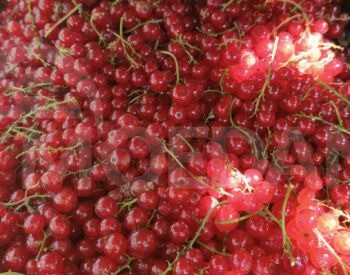 Black currant variety Tbilisi - photo 4