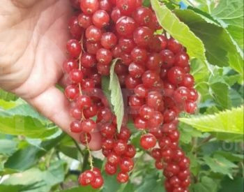 Black currant variety Tbilisi - photo 1