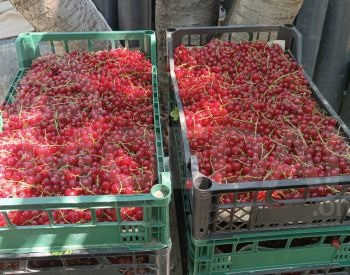 Black currant variety Tbilisi - photo 2