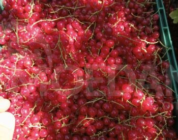 Black currant variety Tbilisi - photo 3