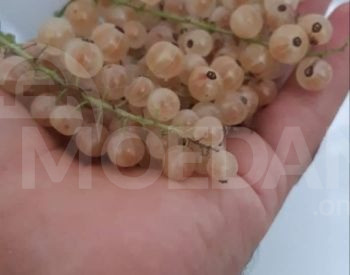 Black currant variety Tbilisi - photo 2