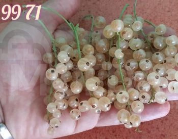 Black currant variety Tbilisi - photo 1