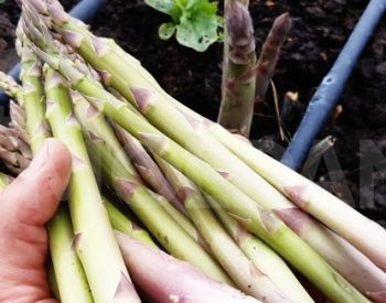 Satatsuri seedlings Tbilisi - photo 1